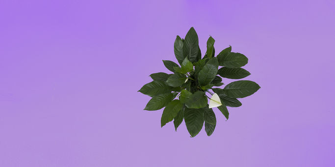 Pollice verde - Piante_HEADER_GEO