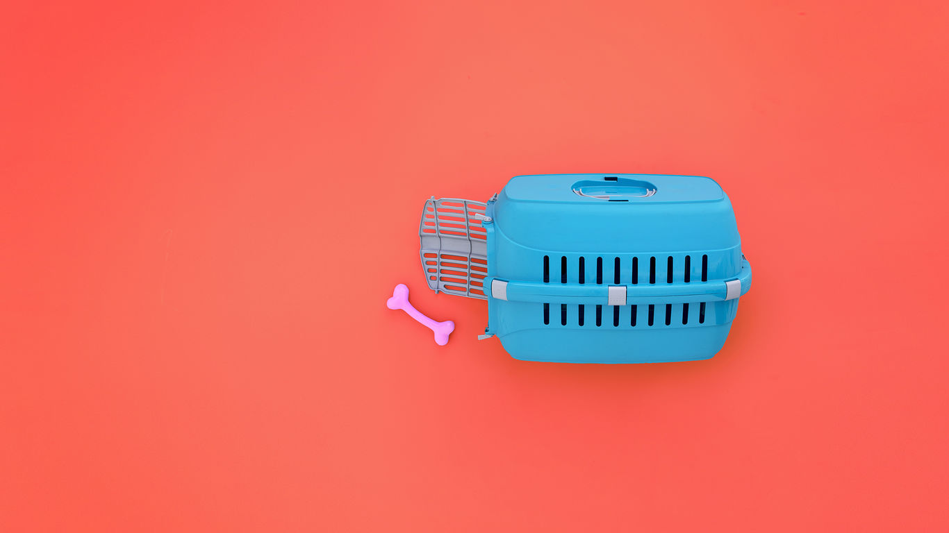 Lettiere gabbie e trasportini_HEADER_GEO