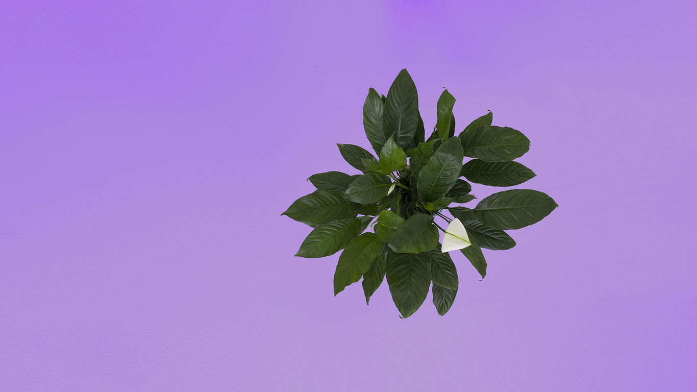 Pollice verde - Piante_HEADER_GEO