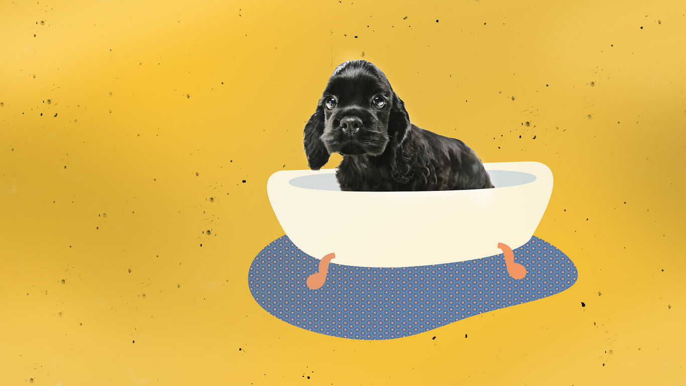 SPECIALE cuccioli_HEADER_GEO