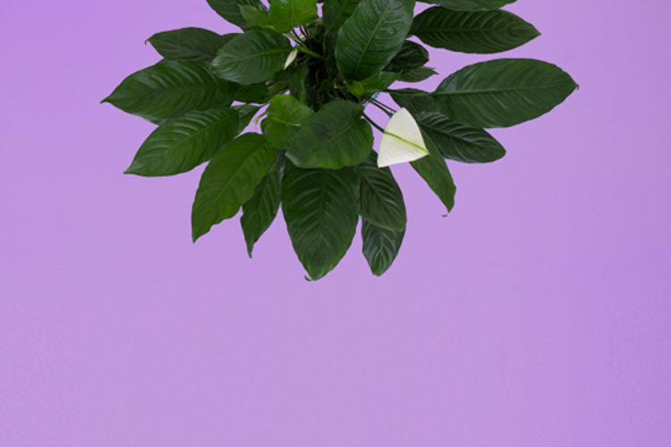 Pollice verde - Piante_TEASER_GEO