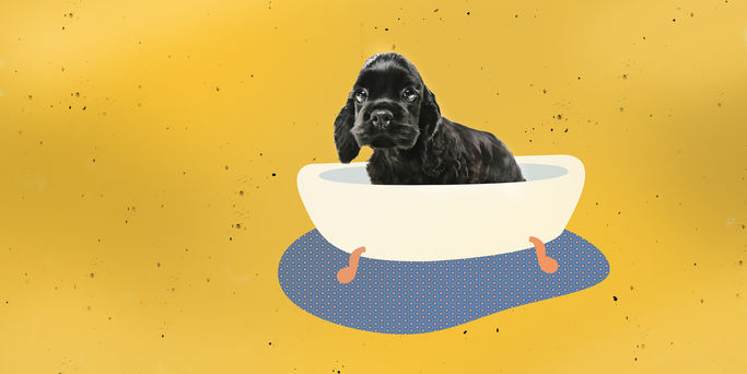 SPECIALE cuccioli_HEADER_GEO